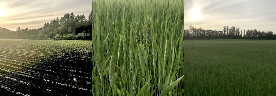 無肥料・無農薬・自然栽培の有機大豆・小麦を100％使用